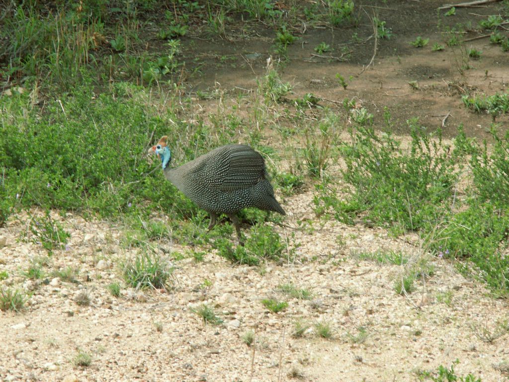 KRUGER NATIONAL PARK - een helmparelhoen