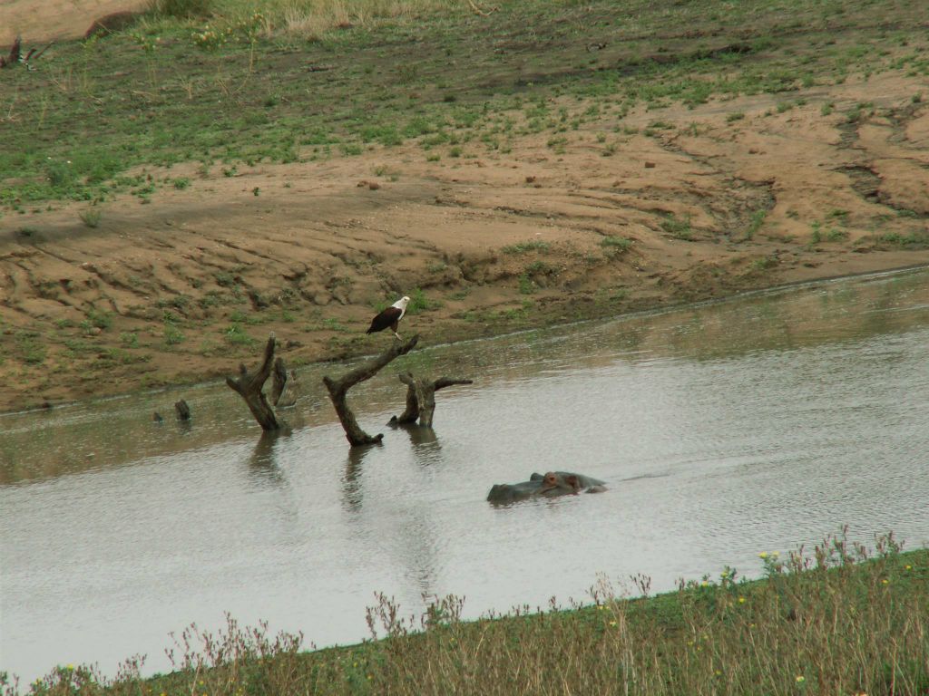 KRUGER NATIONAL PARK - een visarend en een nijlpaard