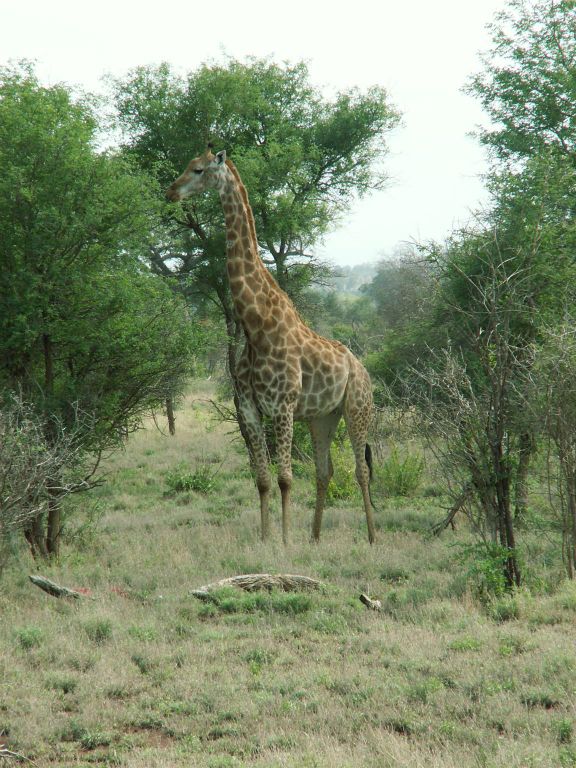 KRUGER NATIONAL PARK - een giraffe (ZA=kameelperd)