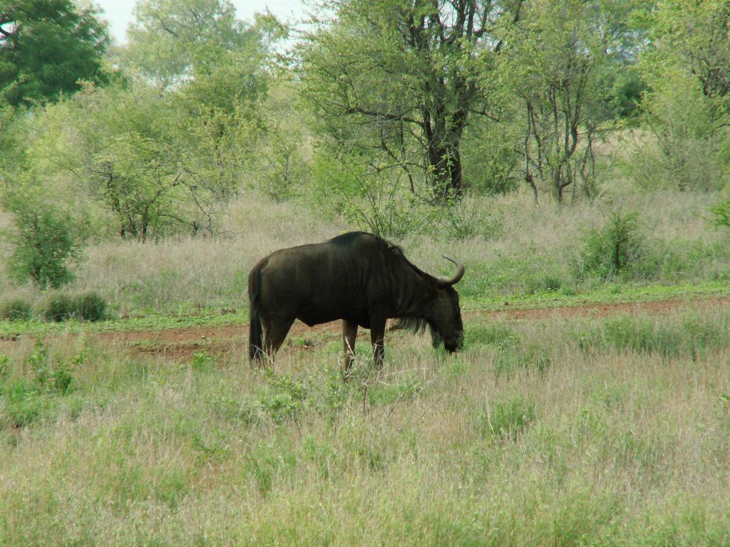 KRUGER NATIONAL PARK - een gnoe