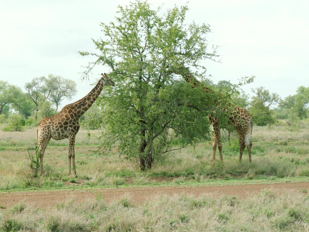 KRUGER NATIONAL PARK - twee giraffen (ZA=kameelperd)