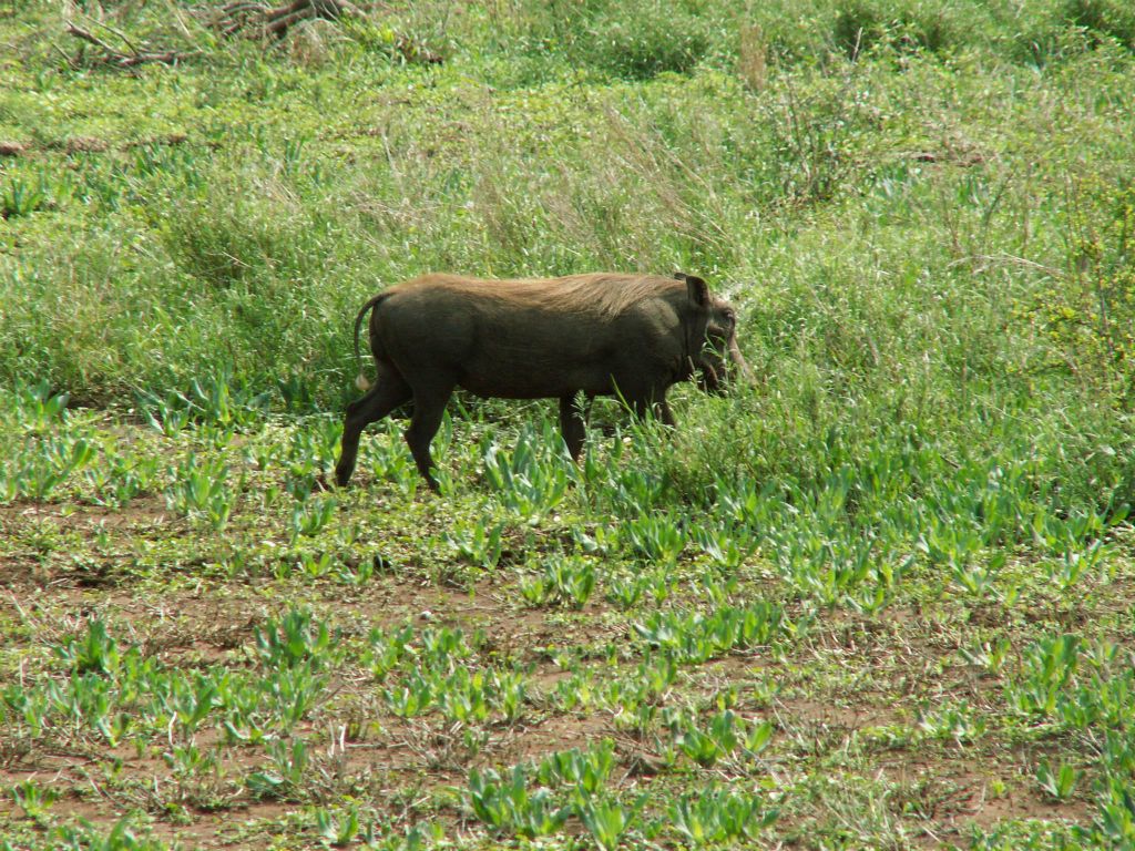 KRUGER NATIONAL PARK - een wild zwijn (ZA=vlakvark)