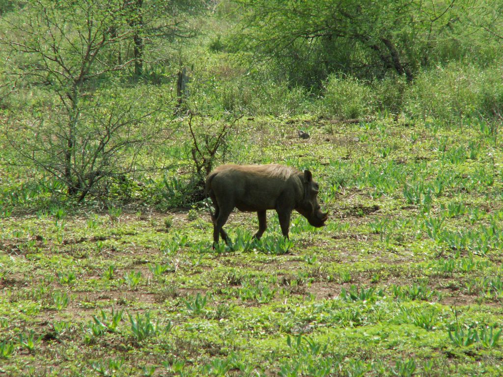 KRUGER NATIONAL PARK - een wild zwijn (ZA=vlakvark)
