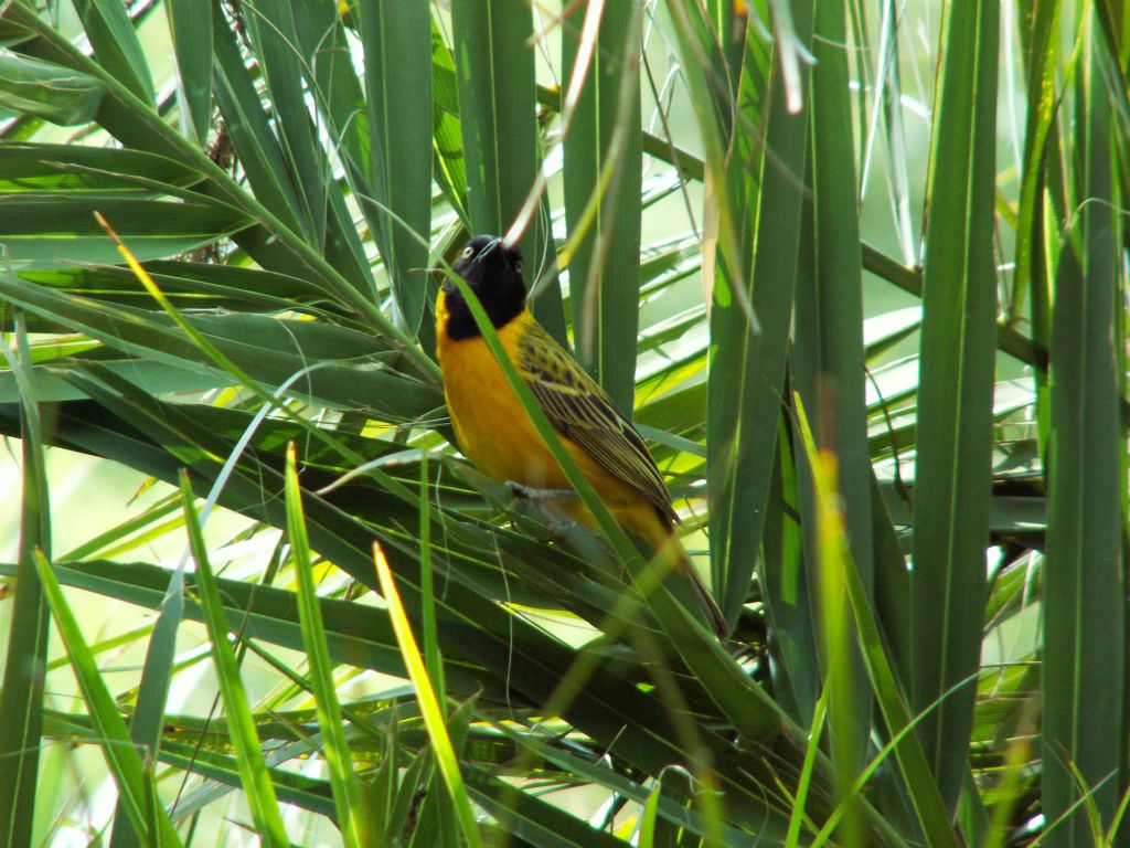 KRUGER NATIONAL PARK - een kleingeelvink