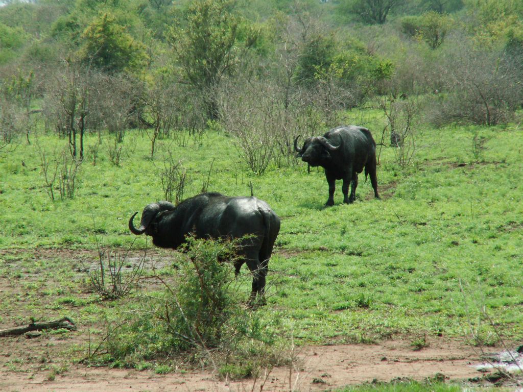 KRUGER NATIONAL PARK - twee kaapse buffels