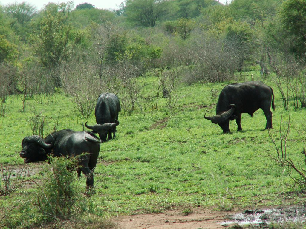 KRUGER NATIONAL PARK - drie kaapse buffels