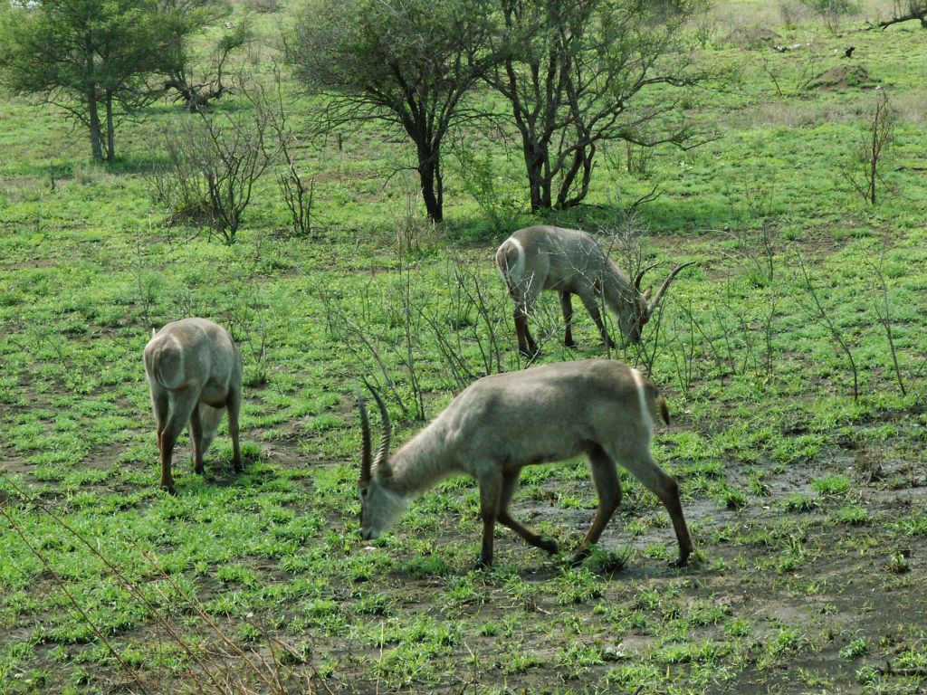 KRUGER NATIONAL PARK - drie waterbokken