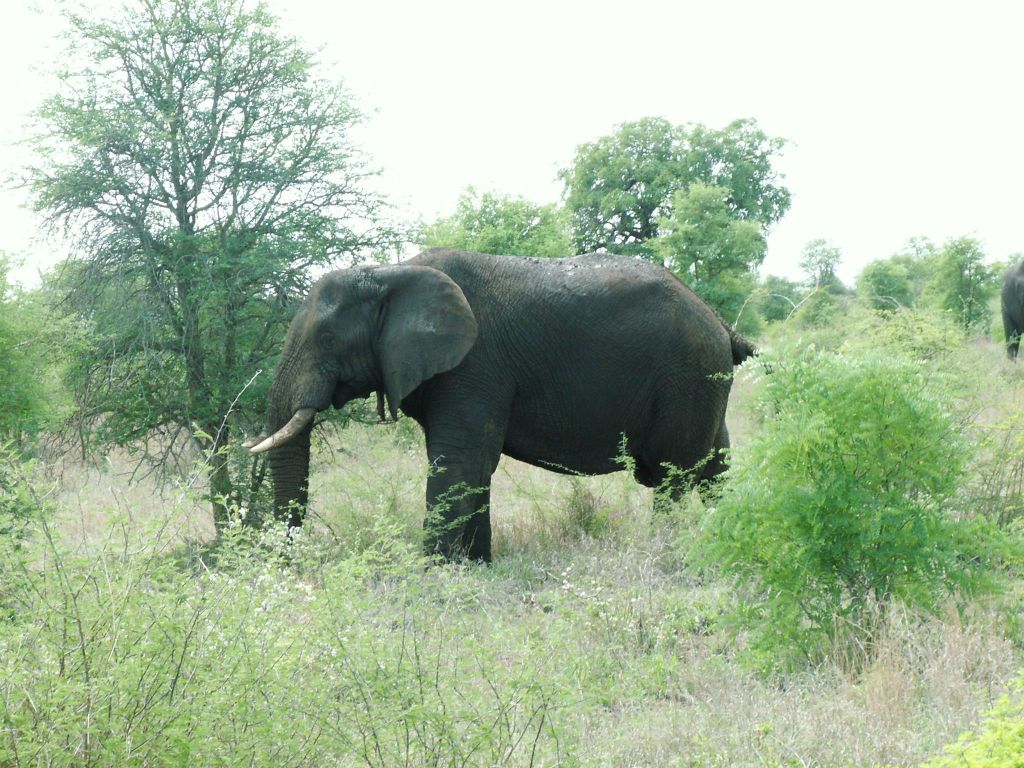 KRUGER NATIONAL PARK - een Afrikaanse olifant