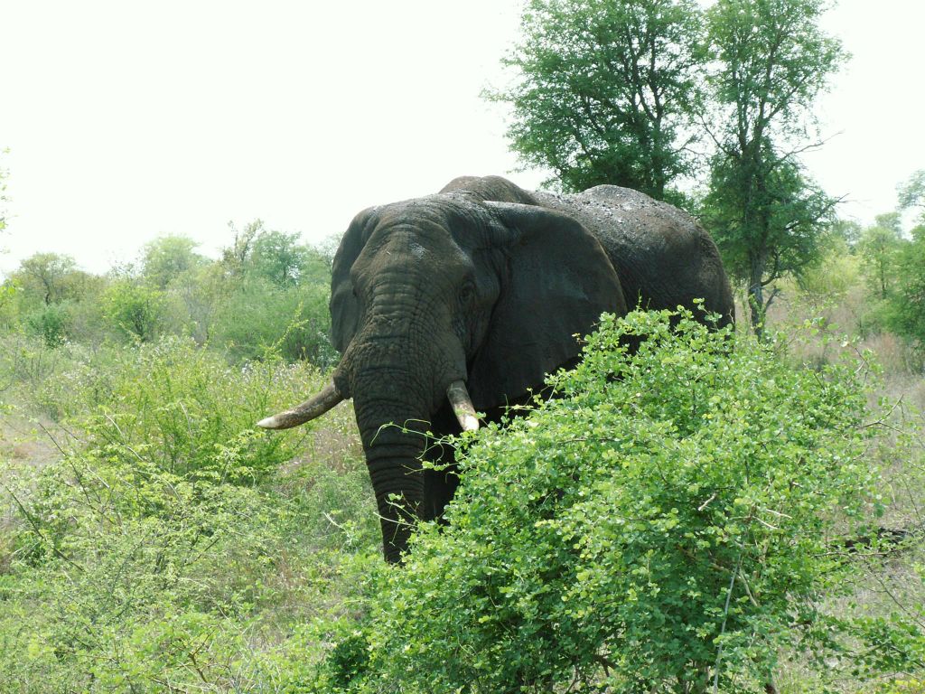 KRUGER NATIONAL PARK - een Afrikaanse olifant