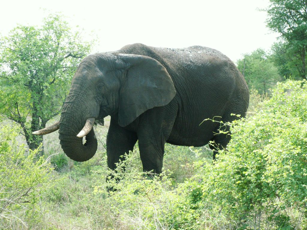 KRUGER NATIONAL PARK - een Afrikaanse olifant