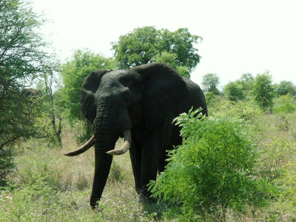 KRUGER NATIONAL PARK - een Afrikaanse olifant