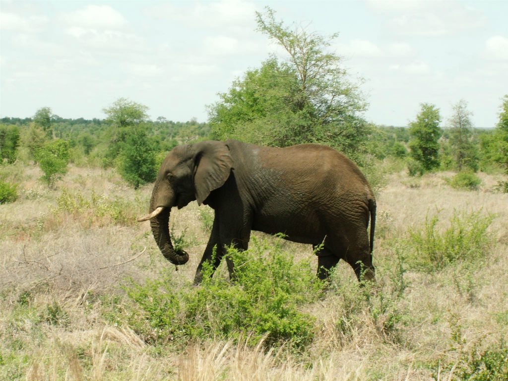 KRUGER NATIONAL PARK - een Afrikaanse olifant