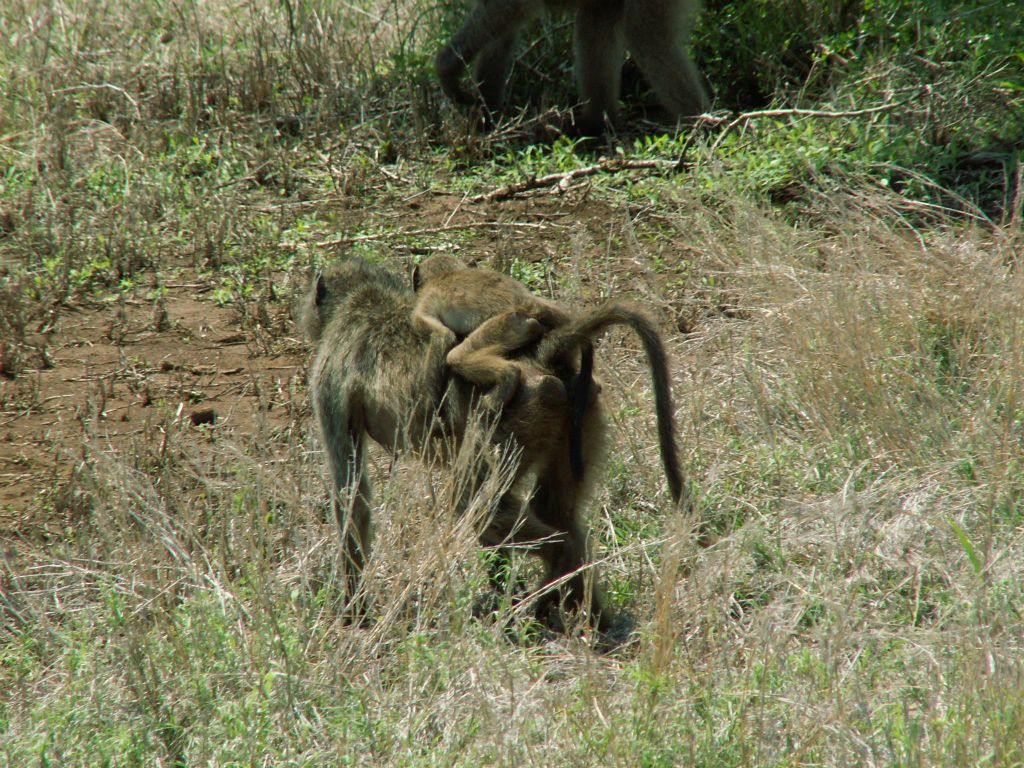KRUGER NATIONAL PARK - een kaapse baviaan