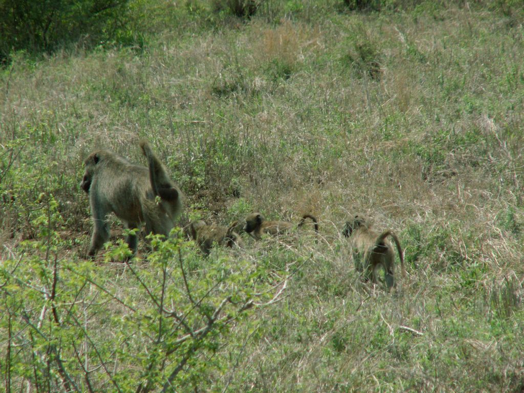 KRUGER NATIONAL PARK - enkele kaapse bavianen