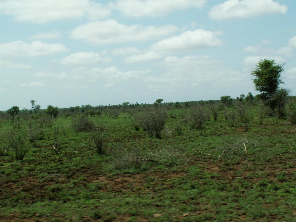 KRUGER NATIONAL PARK - het landschap in het park
