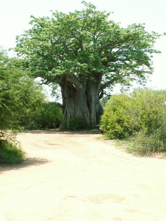 KRUGER NATIONAL PARK - een baobab boom