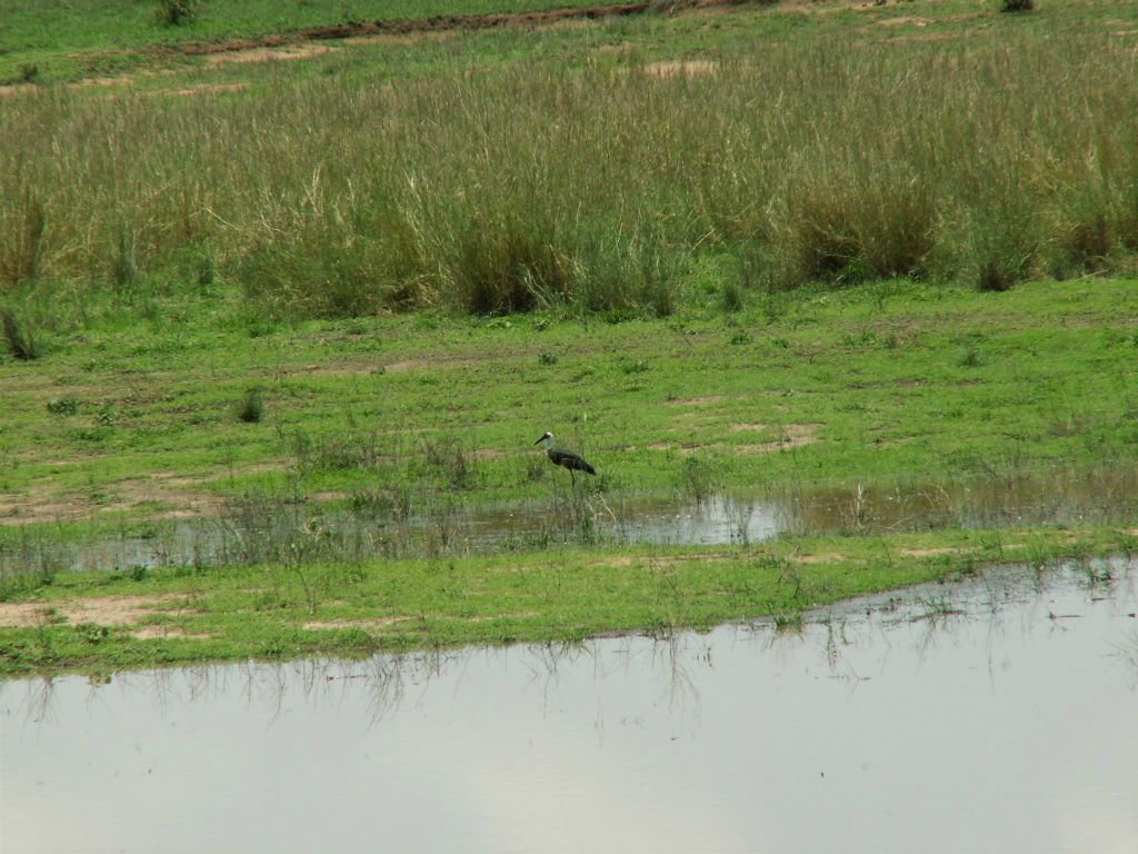 KRUGER NATIONAL PARK - een reiger