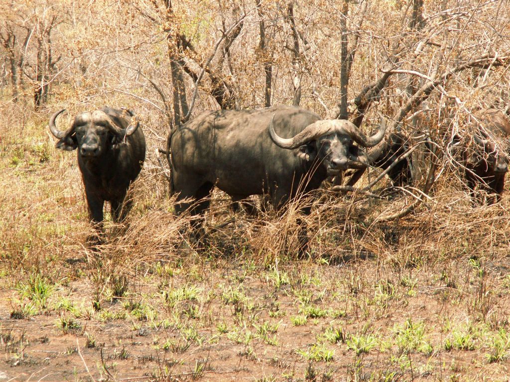 KRUGER NATIONAL PARK - enkele kaapse buffels