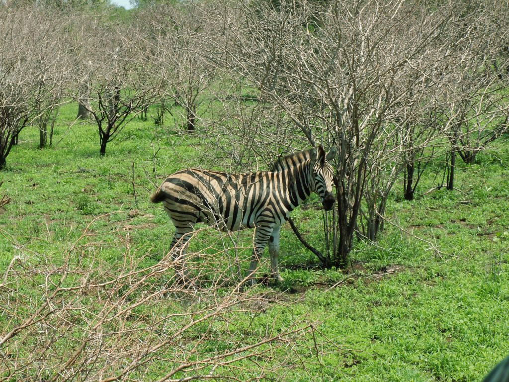KRUGER NATIONAL PARK - een zebra