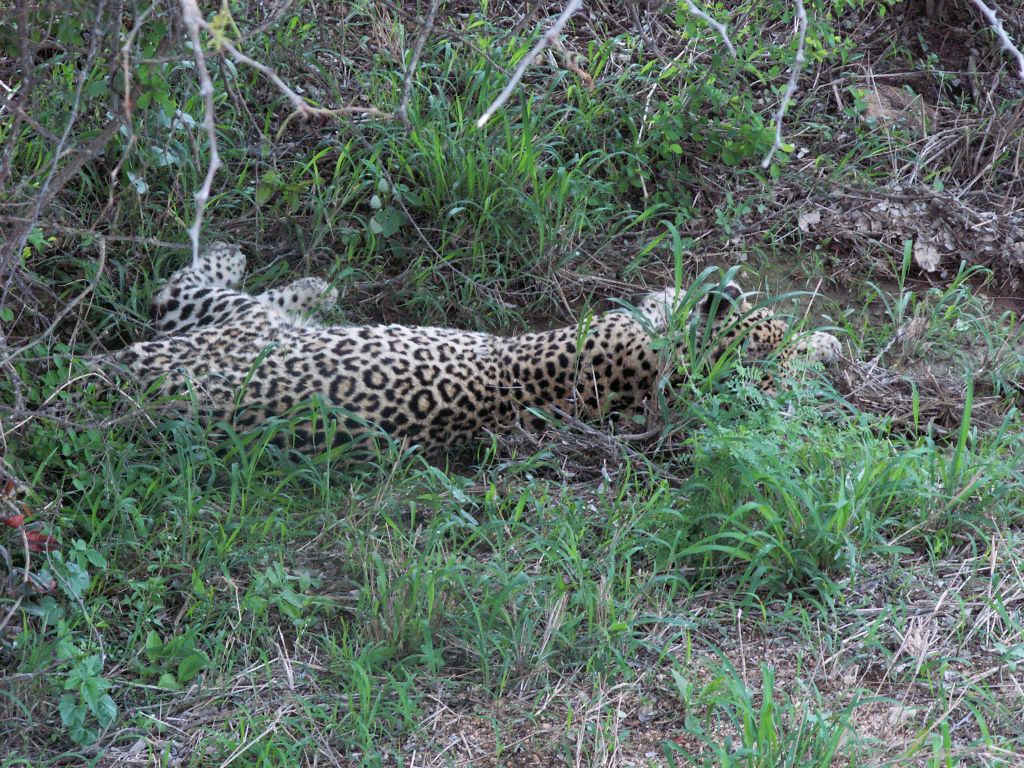 KRUGER NATIONAL PARK - een luipaard