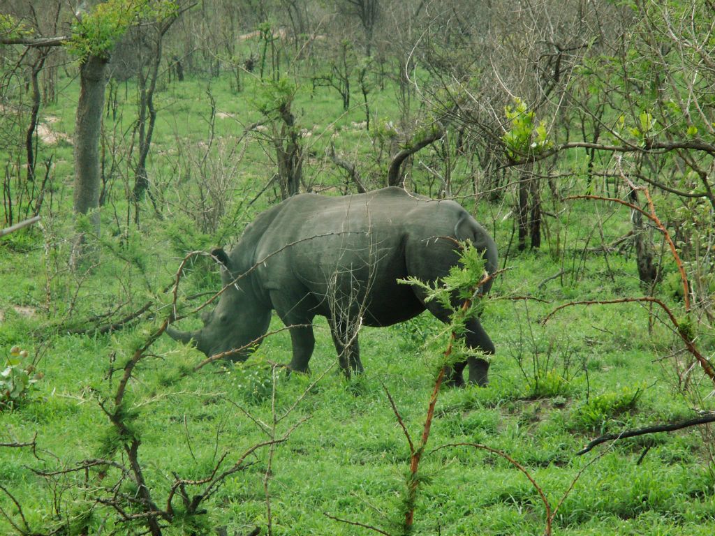KRUGER NATIONAL PARK - een neushoorn