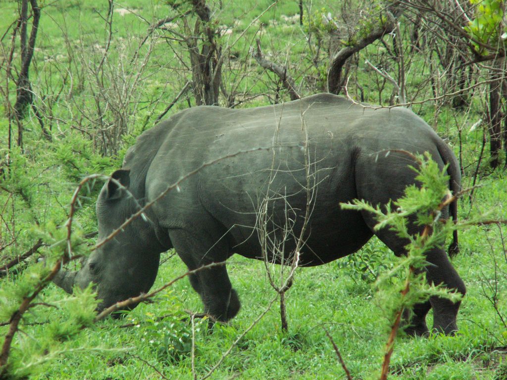 KRUGER NATIONAL PARK - een neushoorn