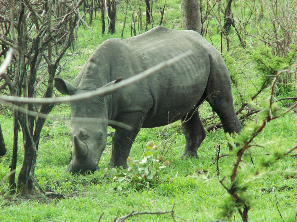 KRUGER NATIONAL PARK - een neushoorn