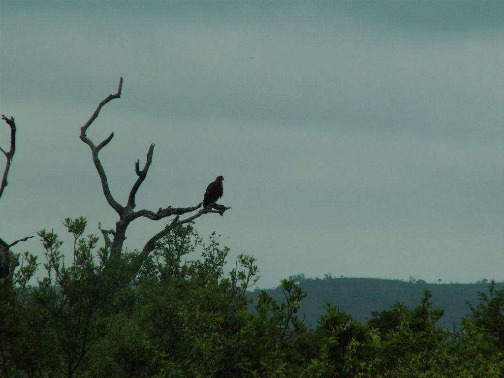 KRUGER NATIONAL PARK - een roofvogel