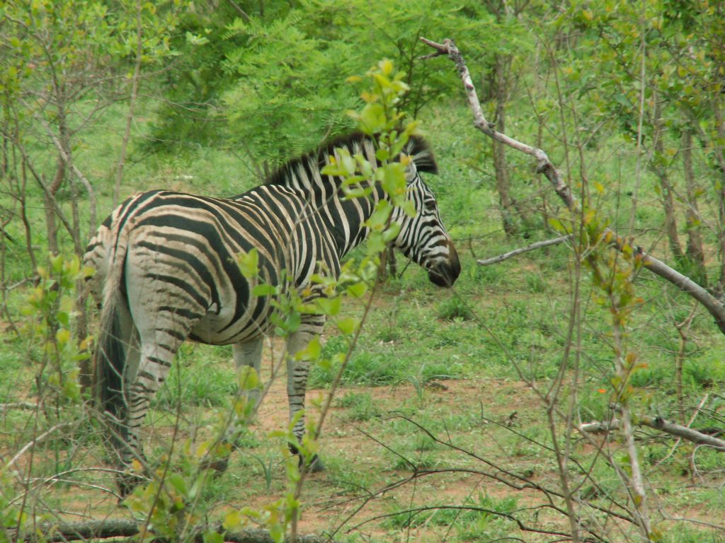 KRUGER NATIONAL PARK - een zebra