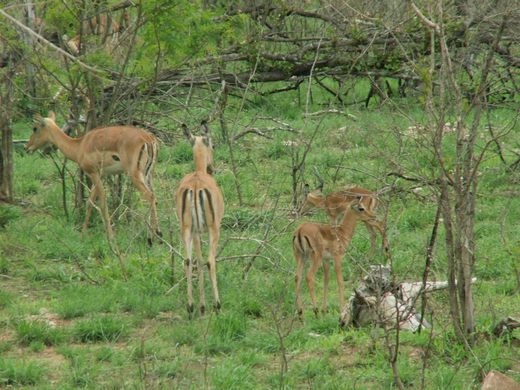 KRUGER NATIONAL PARK - enkele impala's