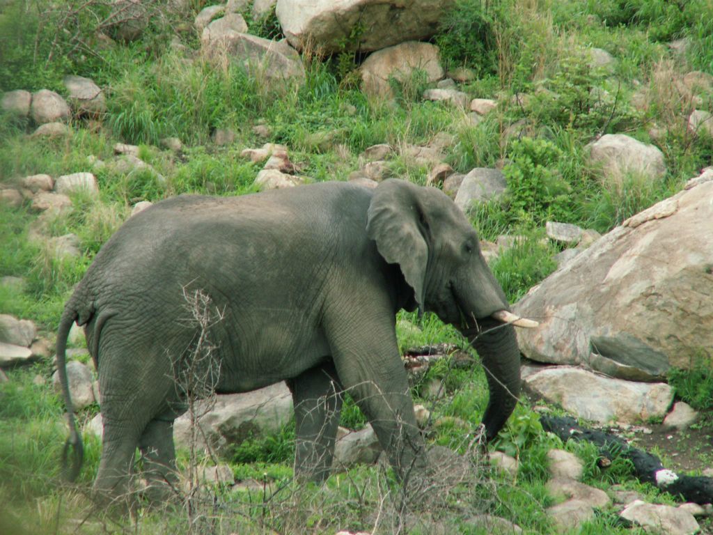 KRUGER NATIONAL PARK - een Afrikaanse olifant