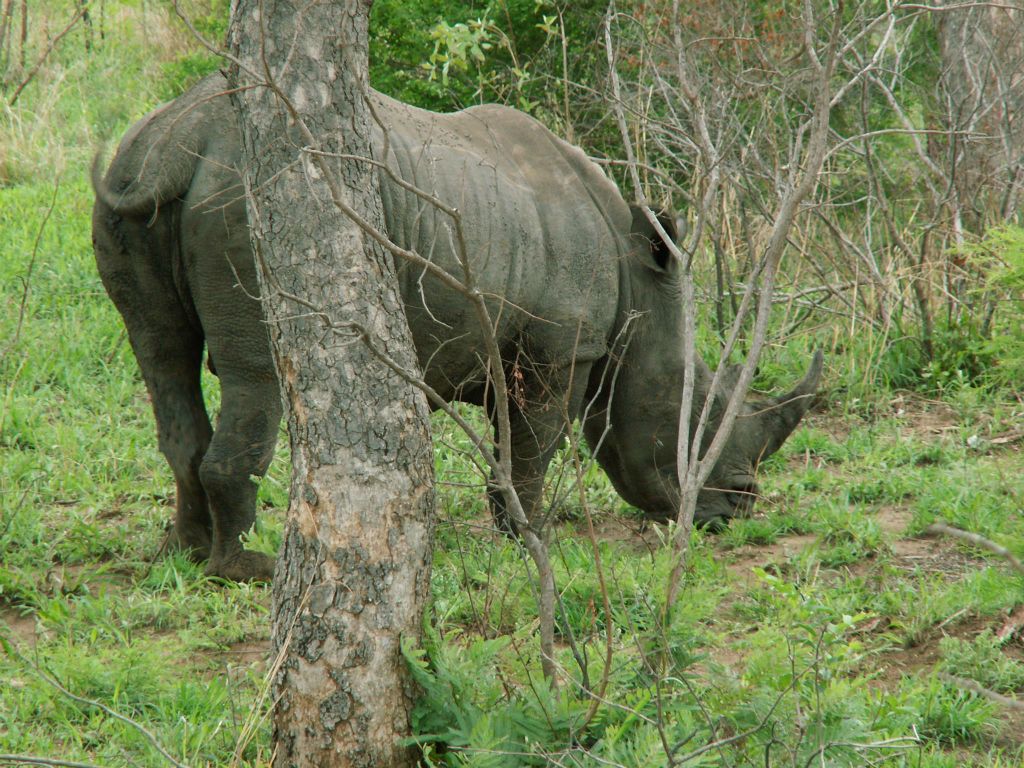 KRUGER NATIONAL PARK - een neushoorn