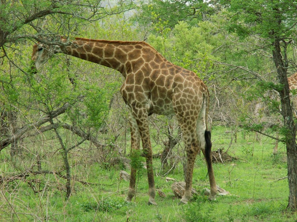 KRUGER NATIONAL PARK - een giraffe (ZA=kameelperd)