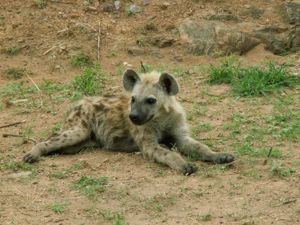KRUGER NATIONAL PARK - een jonge hyena
