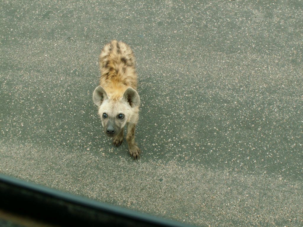 KRUGER NATIONAL PARK - een jonge hyena