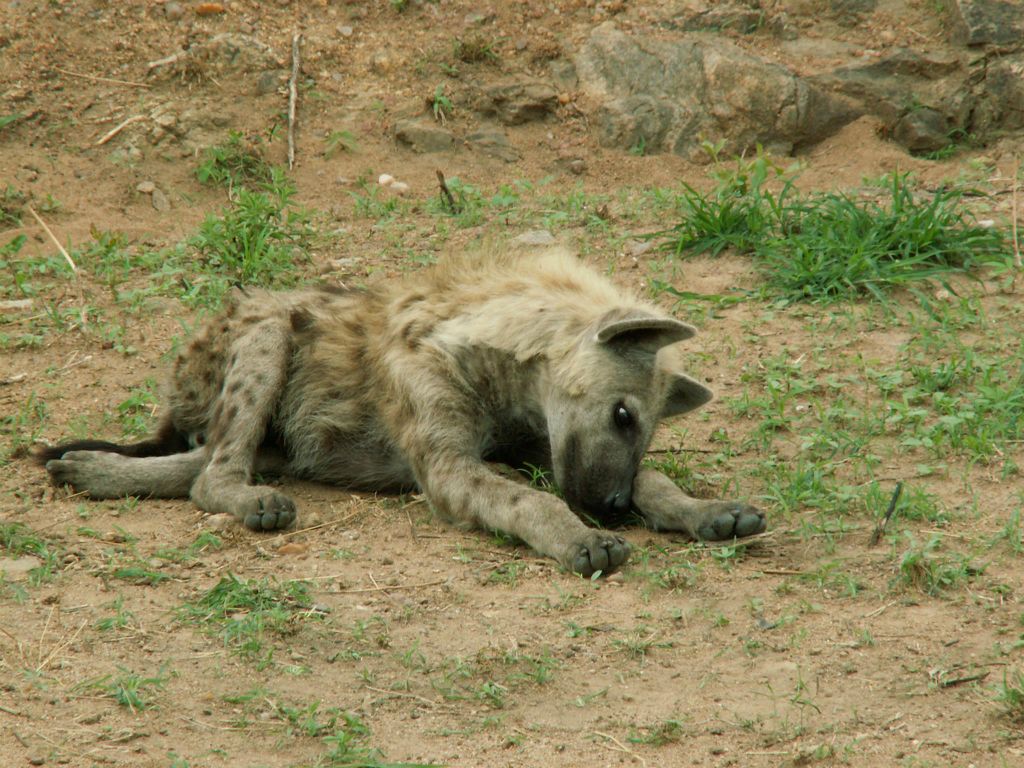 KRUGER NATIONAL PARK - een jonge hyena