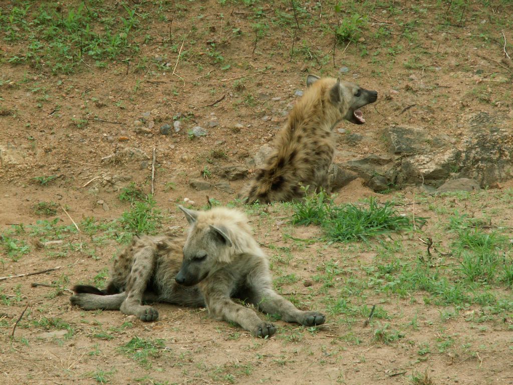 KRUGER NATIONAL PARK - twee hyena's