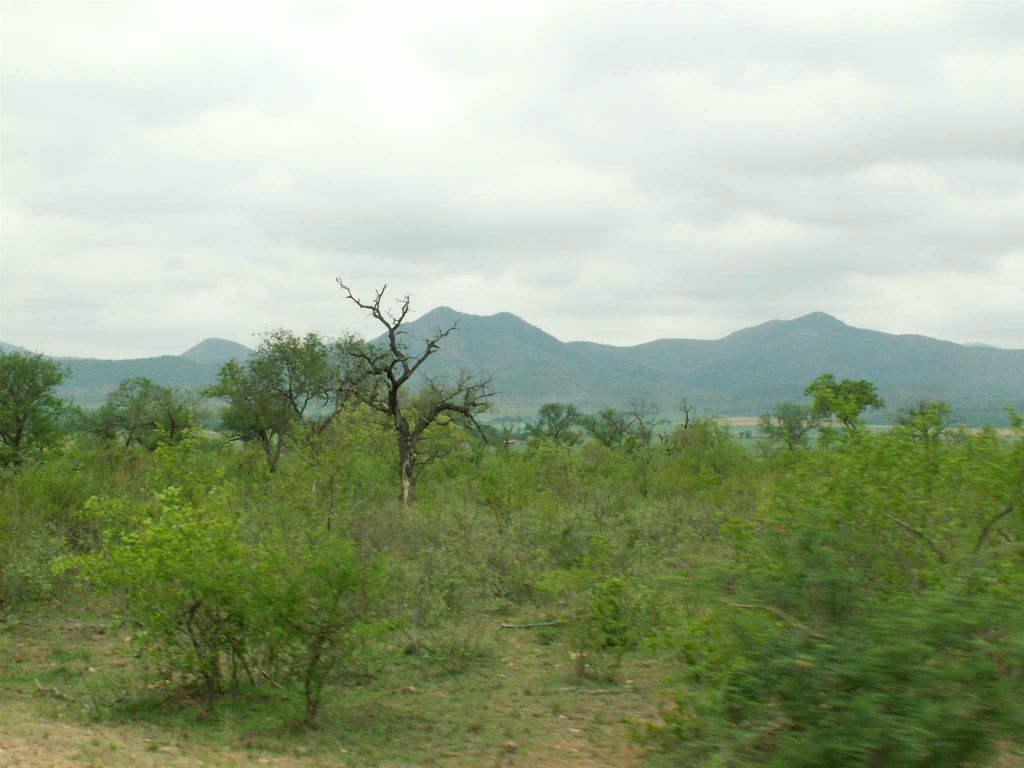 KRUGER NATIONAL PARK - het landschap in het park