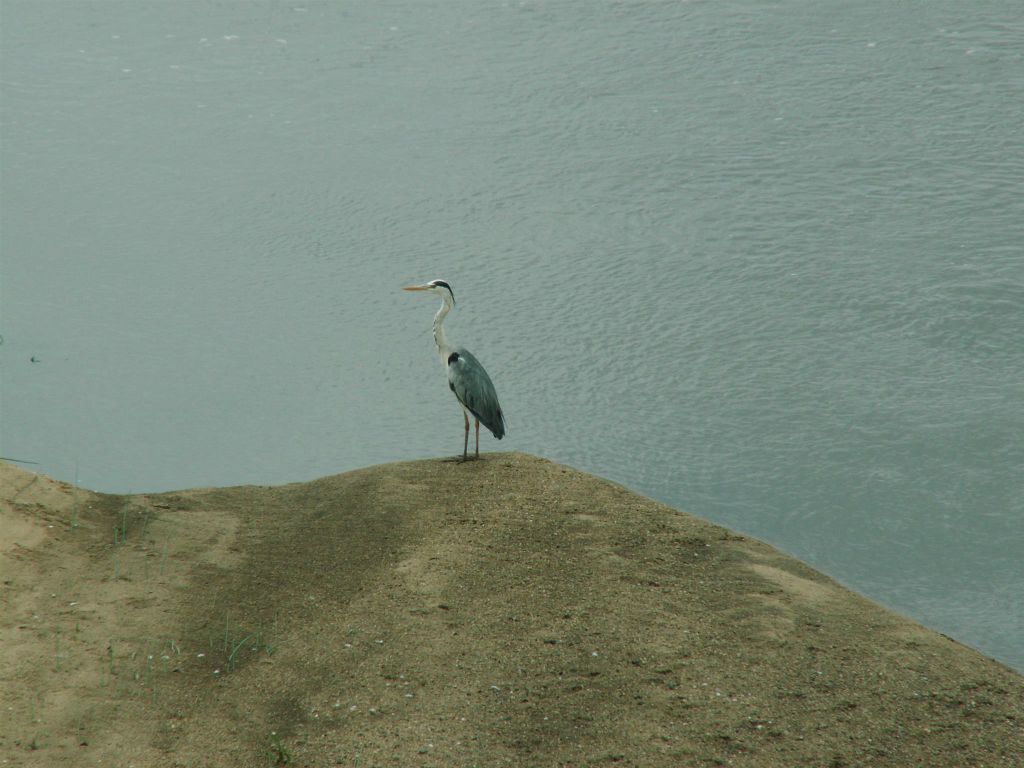 KRUGER NATIONAL PARK -> SWAZILAND - een reuzenreiger (goliath heron)