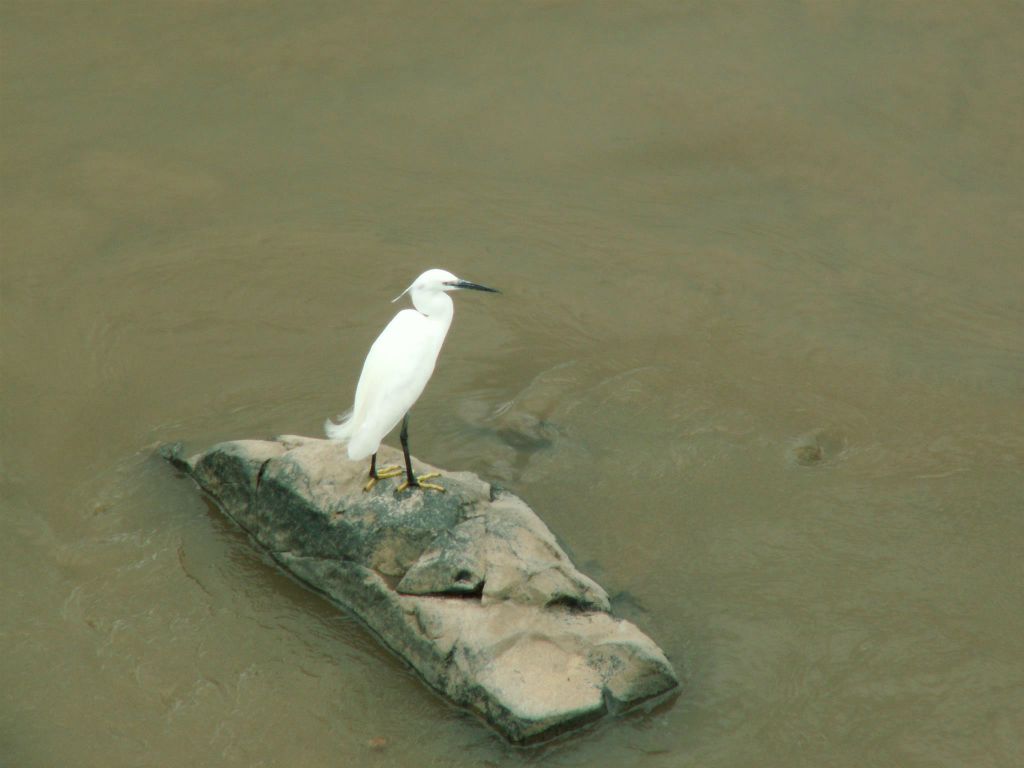 KRUGER NATIONAL PARK -> SWAZILAND - een kleine zilverreiger