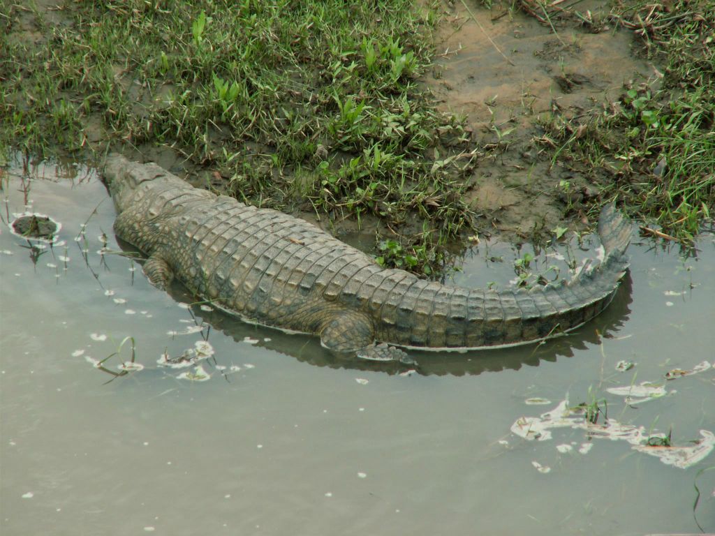 KRUGER NATIONAL PARK -> SWAZILAND - een nijlkrokodil