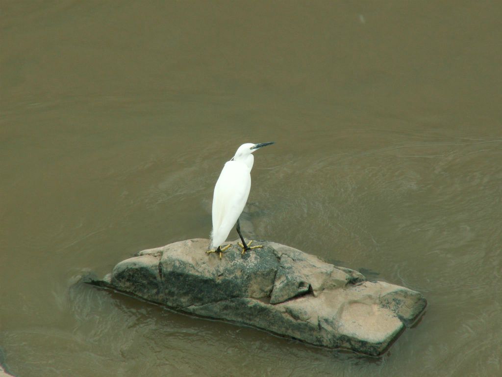 KRUGER NATIONAL PARK -> SWAZILAND - een kleine zilverreiger