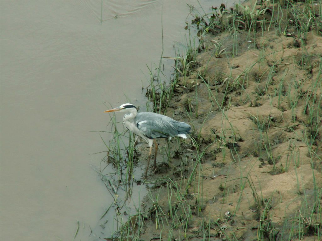 KRUGER NATIONAL PARK -> SWAZILAND - een reuzenreiger (goliath heron)