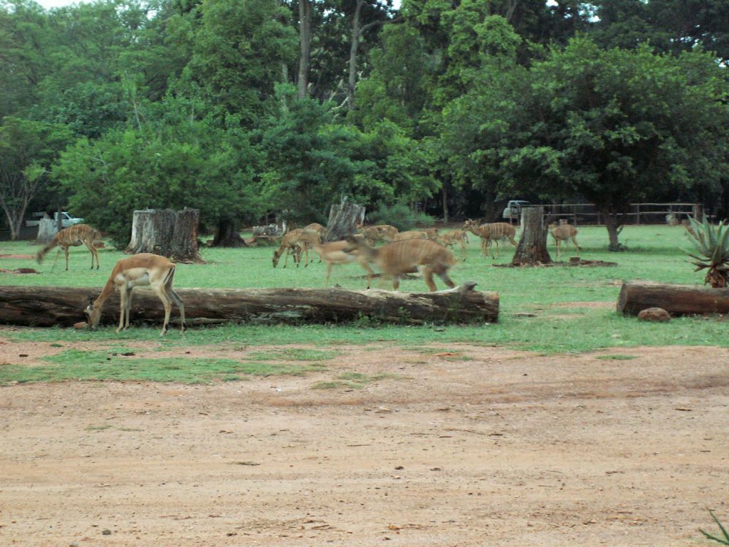 SWAZILAND - enkele dieren bij de Mlilwane lodge waar we verbleven