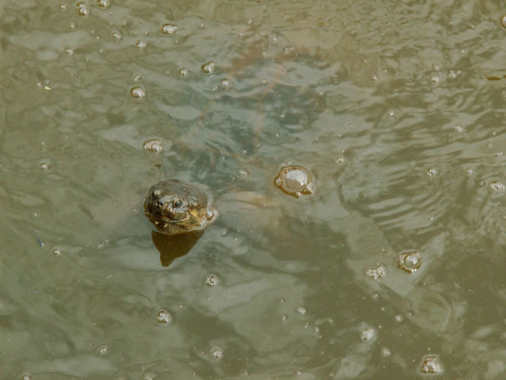 SWAZILAND - een schildpad bij de Mlilwane lodge waar we verbleven