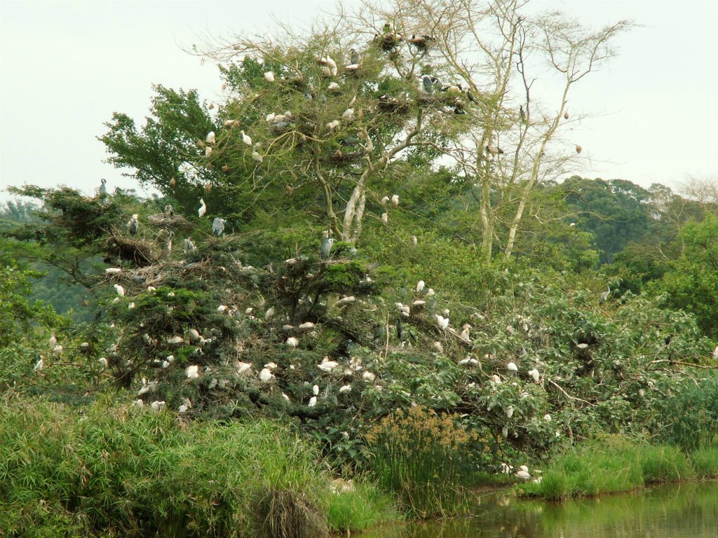 SWAZILAND - een boom met vogels bij de Mlilwane lodge waar we verbleven