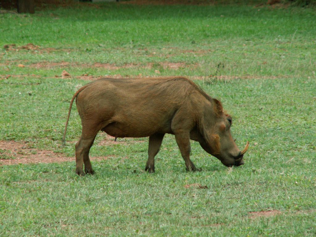 SWAZILAND - een wild zwijn bij de Mlilwane lodge waar we verbleven