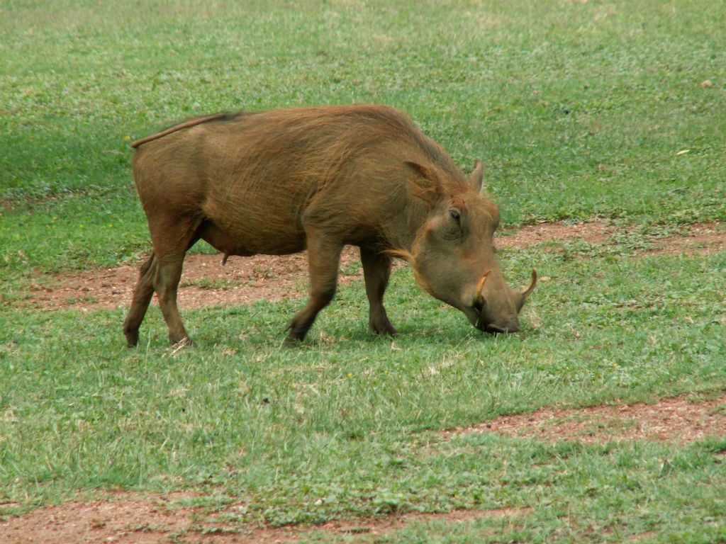 SWAZILAND - een wild zwijn bij de Mlilwane lodge waar we verbleven