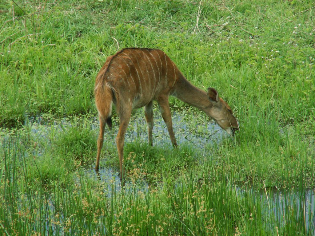 SWAZILAND - een nyala