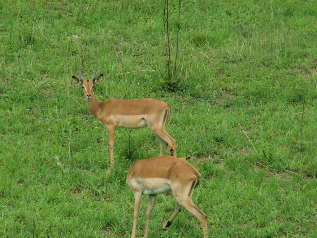 SWAZILAND - twee impala's